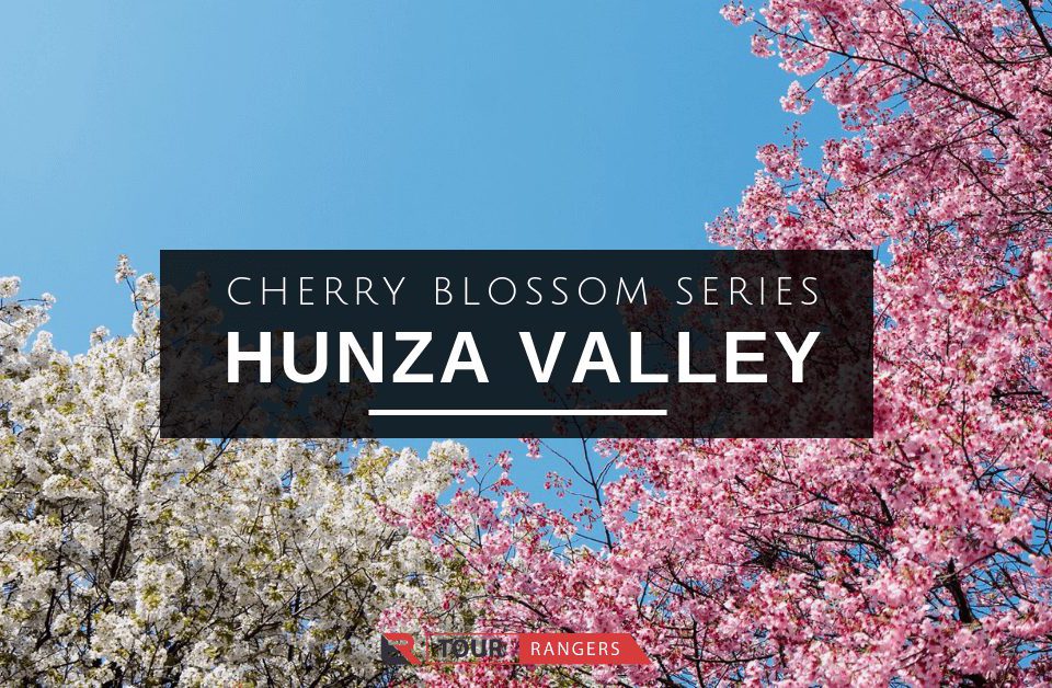 Cherry Blossom Hunza Trip Tourrangers